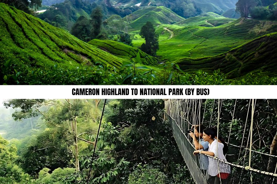 Cameron Highlands to National Park (By Bus)