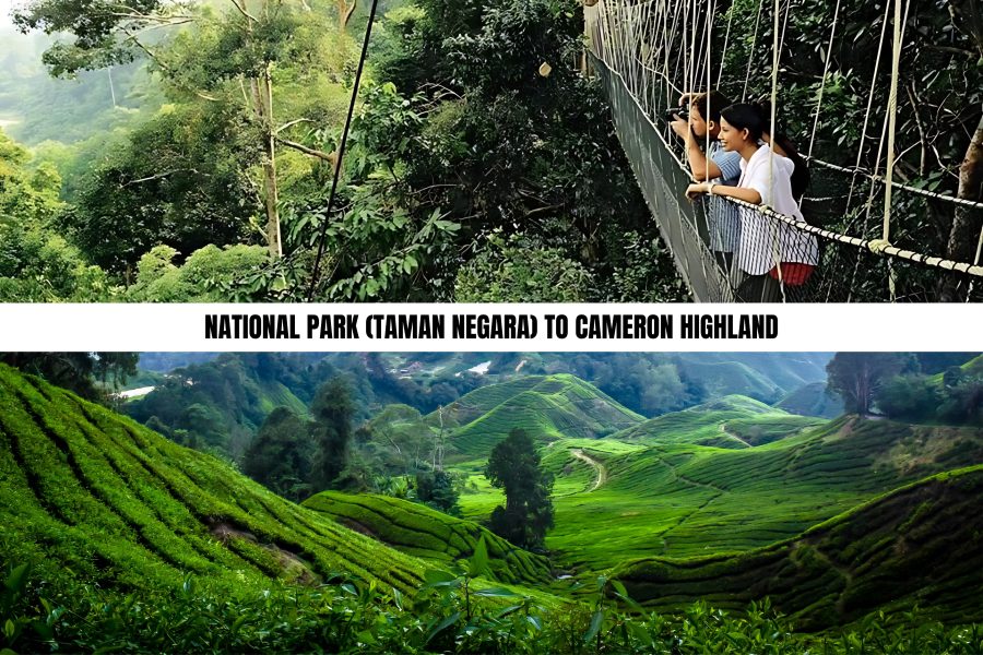 National Park (Taman Negara) to Cameron Highland