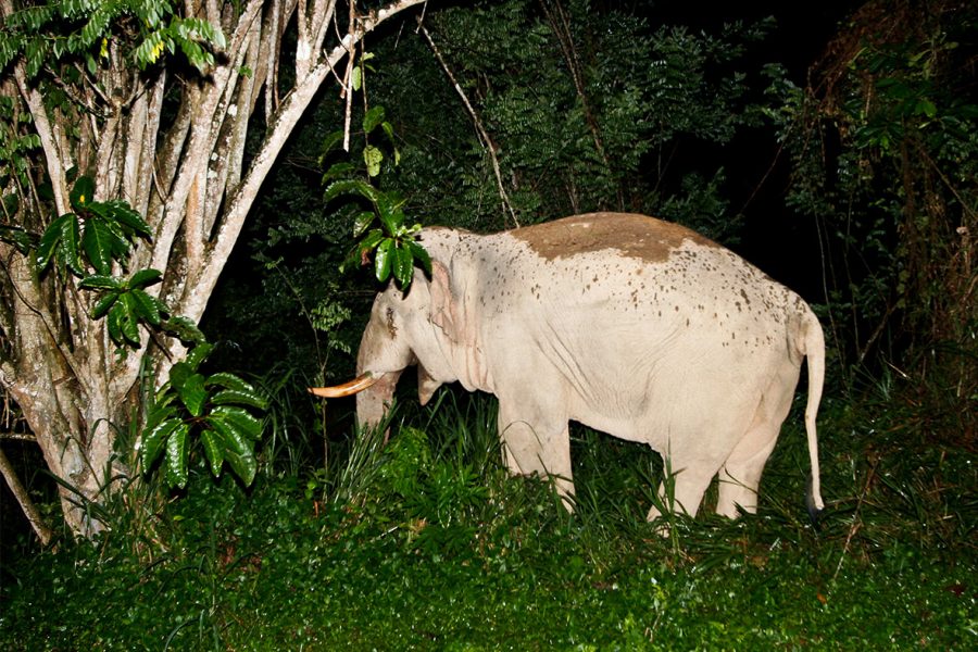 Night Walk